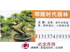 河南鄢陵时代园林 盆景 精品盆景 盆景价目表图1