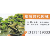 河南鄢陵时代园林 盆景 精品盆景 盆景价目表