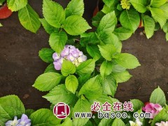 北京绣球花基地图1