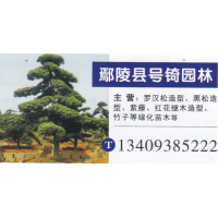 鄢陵县号锜园林 罗汉松造型价目表 精品罗汉松造型基地