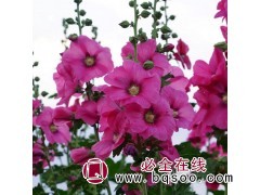 蜀葵优质小苗供应基地在北京北方常绿 厂家2022最新报价图1