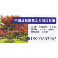 河南鄢陵红枫樱花繁育基地  中国红枫基地 中国红枫价目表