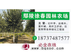 鄢陵徐春园林农场 红叶李基地 红叶李价目表 红叶李批发图1