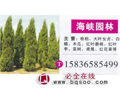海峡园林 桧柏基地 桧柏价目表 精品桧柏 桧柏批发图1