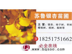江苏苏鲁银杏苗圃 银杏 精品银杏 银杏价目表 银杏规格齐全图1