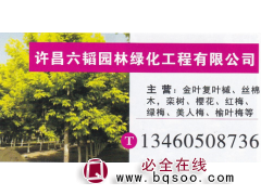 许昌六韬园林 金叶复叶槭 金叶复叶槭价目表图1