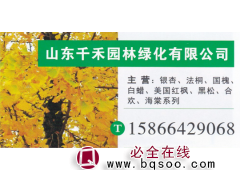 山东千禾园林 银杏繁育基地 精品银杏 银杏价目表图1