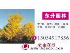山东临沂东升园林 银杏繁育基地 精品银杏 银杏价目表图1