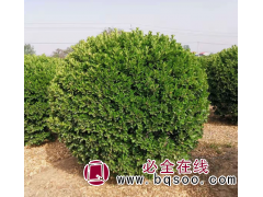 河南龙婷苗木有限公司 大叶黄杨球 黄杨球价格 洛阳黄杨球基地图1