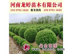 大叶黄杨球图1