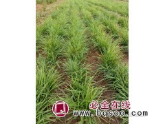 河南龙婷苗木 麦冬草繁育基地 精品麦冬草 麦冬草价目表图1