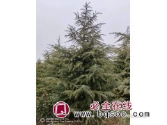 雪松图1