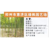 郑州市惠济区绿枫园艺场 容器竹 精品容器竹 容器竹繁育基地