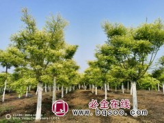 龙婷苗木 黄金槐价目表 精品黄金槐 黄金槐规格齐全图1