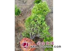 龙婷苗木 金叶女贞球价目表 金叶女贞球繁育基地图1