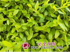 金叶水蜡 东北抗寒耐旱小苗直销基地图1