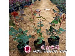 东北耐寒红花月季 东北抗寒耐旱小苗直销基地图1