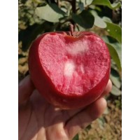青岛抬头园林供应5~6cm红肉苹果
