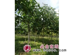 青岛抬头园林供应d=1~3cm日本厚朴图1