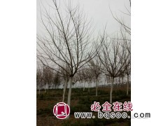 五角枫，陕西西安五角枫，五角枫树图片图1