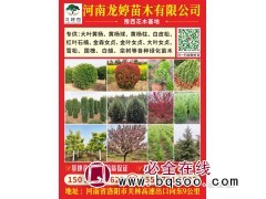 河南龙婷苗木有限公司 樱花树 精品樱花 豫西花木基地 龙亭园图1