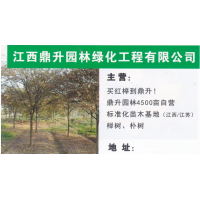 鼎升园林 榉树 精品榉树 榉树繁育基地 榉树价目表