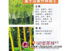 莫干山紫竹林园艺 紫竹价目表 紫竹繁育基地图1