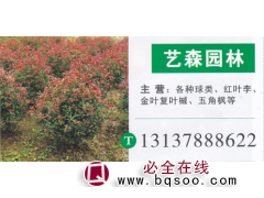 河南鄢陵艺森园林 石楠球 精品红叶石楠球 红叶石楠繁育基地图1
