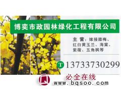 博奕市政园林绿化工程有限公司 嫁接腊梅 精品嫁接腊梅图1