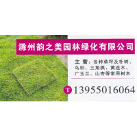 滁州韵之美园林绿化有限公司 朴树繁育基地 朴树价目表