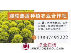 鄢陵鑫盾种植农业合作社 大叶黄杨球 精品黄杨球图1