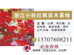 浙江小孙红枫苗木基地 红枫基地 红枫价目表图1