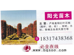 河南鄢陵杨过苗木 红叶石楠基地 精品红叶石楠图1