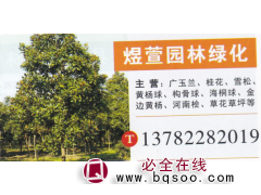河南许昌煜萱园林绿化  广玉兰基地  精品广玉兰图1