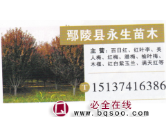 鄢陵县永生苗木 百日红基地 精品百日红 百日红价目表图1