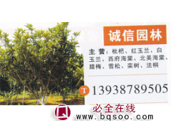 河南许昌诚信园林基地 枇杷繁育基地 精品枇杷图1