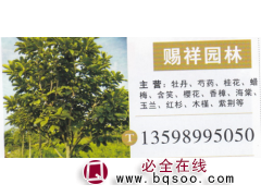 赐祥园林 牡丹繁育基地 精品牡丹 牡丹价目表图1