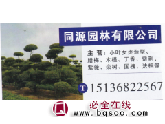 同源园林有限公司 小叶女贞造型基地 小叶女贞造型价目表图1