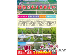 湖北荆州懿能水生植物基地  常绿芦苇 常绿芦苇价目表图1