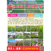 湖北荆州懿能水生植物基地  常绿芦苇 常绿芦苇价目表
