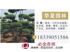 河南许昌华夏园林 桂花繁育基地 精品桂花 桂花价目表图1