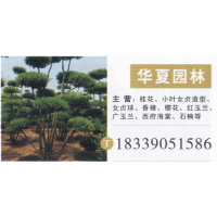 河南许昌华夏园林 桂花繁育基地 精品桂花 桂花价目表