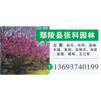鄢陵县张科园林基地 桂花繁育基地 精品桂花 桂花价目表