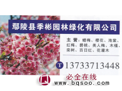 鄢陵县季彬园林绿化有限公司 腊梅基地 精品腊梅图1