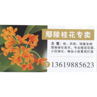河南鄢陵桂花专卖 桂花基地 精品桂花 桂花价目表
