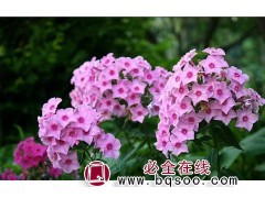 美旺宿根花卉园，宿根花卉价格_专业基地宿根花卉_宿根花卉图1