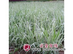 玉带草价格供应 玉带草价格 美旺花卉 玉带草价格超低价图1