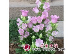 风铃草基地 鞍山风铃草供应 风铃草价格 造景风铃草大量供应图1