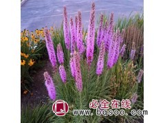 宿根花卉苗木厂家直销 蛇鞭菊 蛇鞭菊价格 鞍山美旺宿根花卉园图1