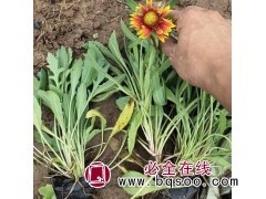 天人菊 天人菊价格 天人菊种植基地 天人菊钵苗 鞍山天人菊图1